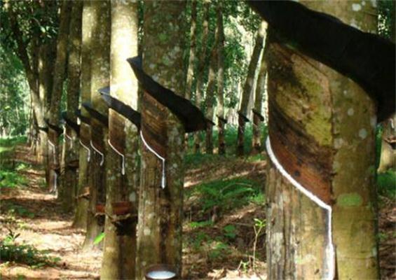 Ե�ι�Ӧ��Ҫ��������������Ǯȴ������������������